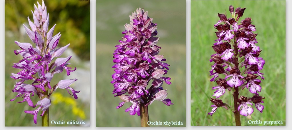 Orchis xhybrida (Orchis militaris x Orchis purpurea) altopiani abruzzesi - giugno 2018